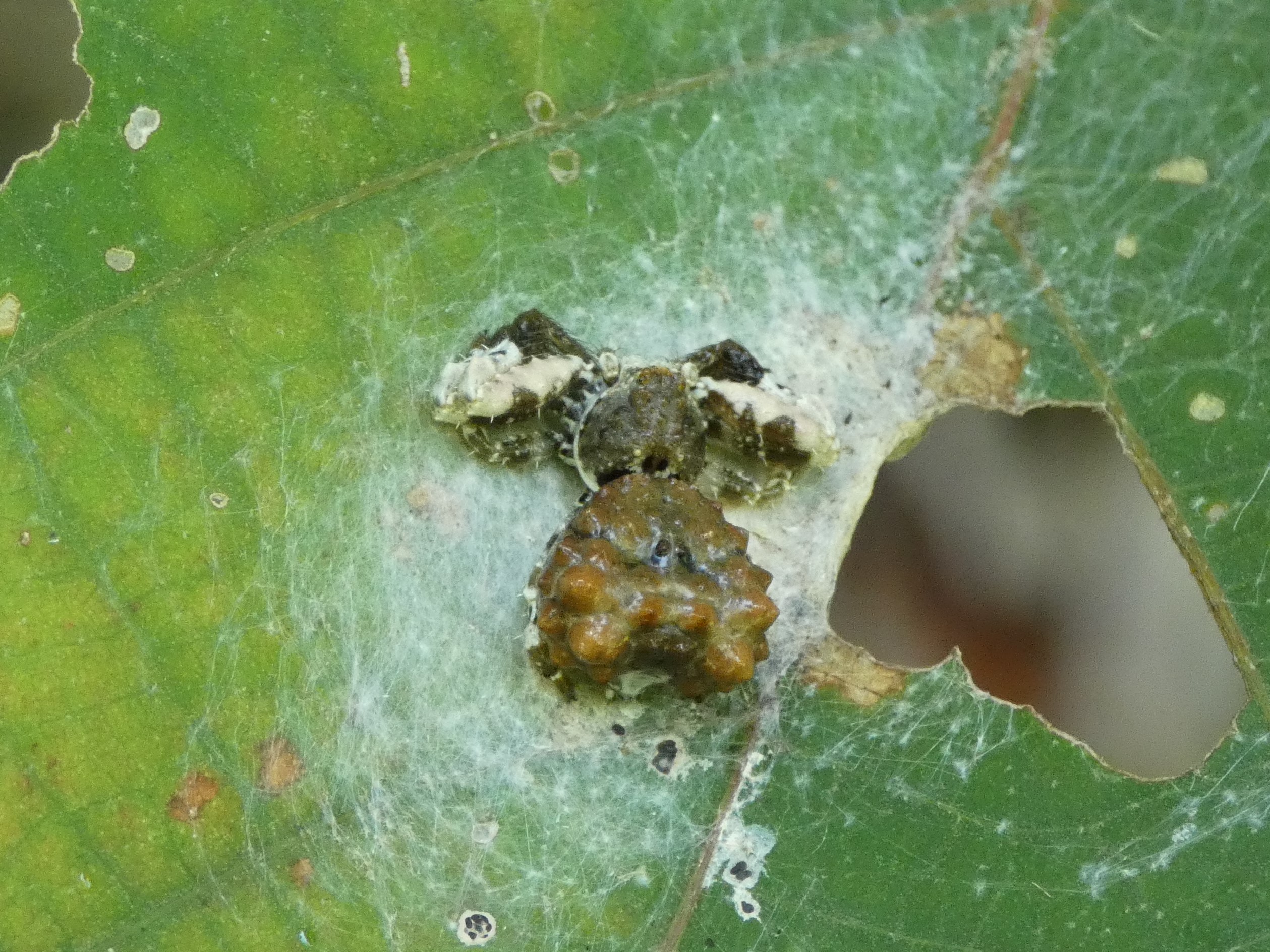 カトウツケオグモの見た目